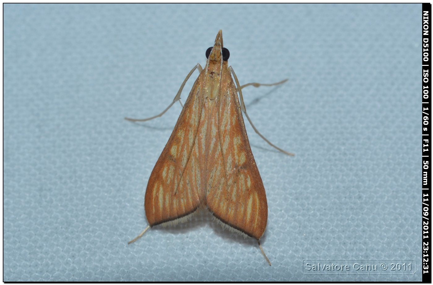 Crambidae, Antigastra catalaunalis